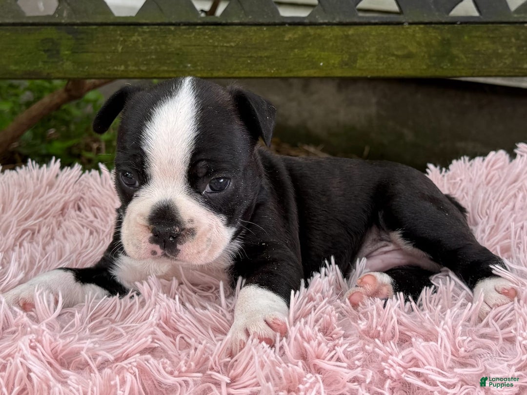 Frenchton dogs for sale: Jax - Image 13