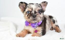 French Bulldog dogs for sale: Cookie - Image 3