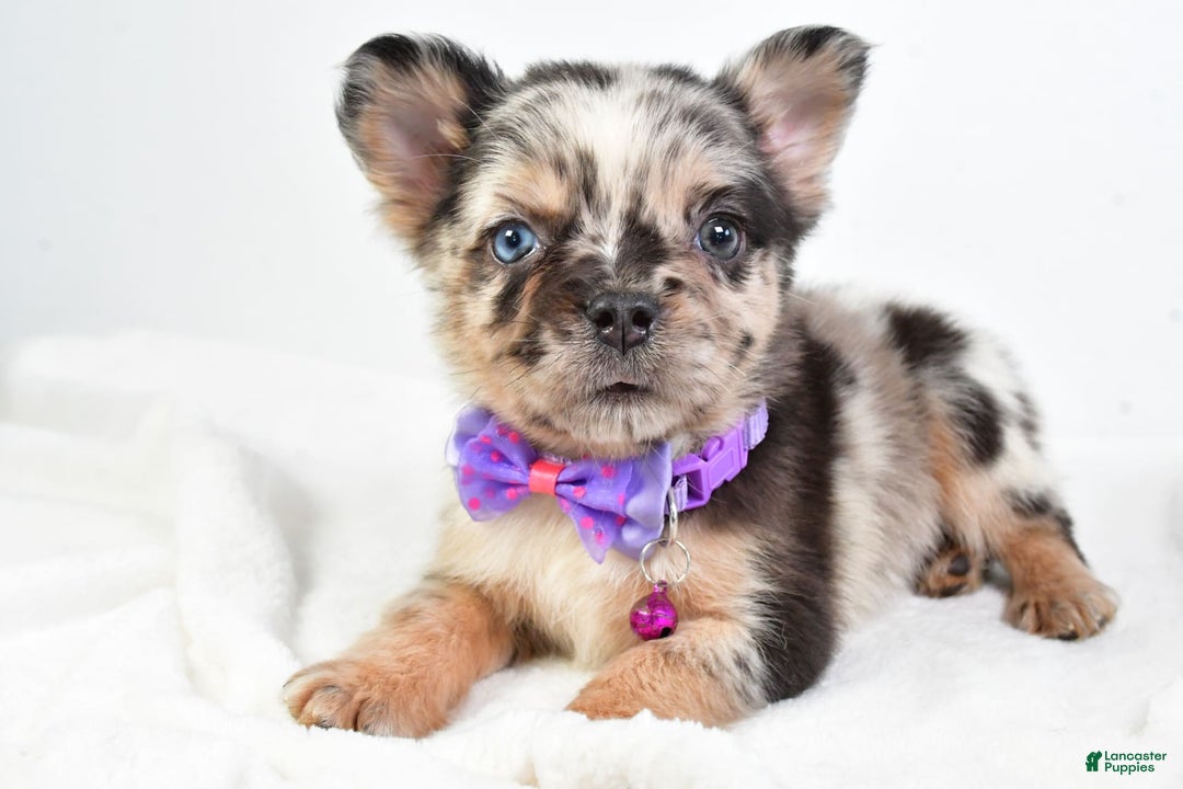 French Bulldog dogs for sale: Cookie - Image 3