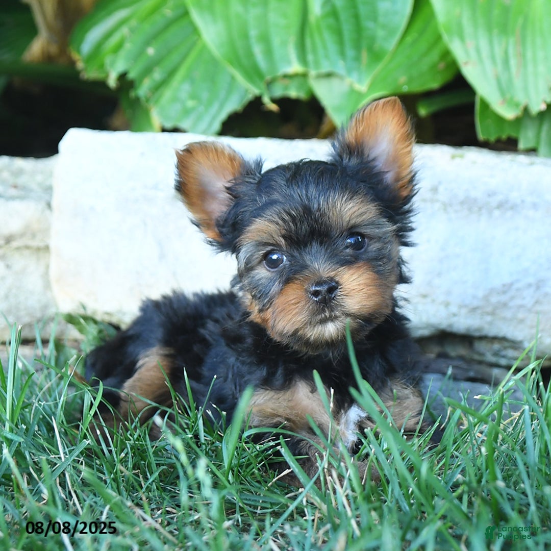 Yorkshire Terrier dogs for sale: Jojo - Image 5