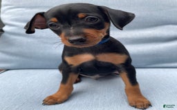 Miniature Pinscher dogs for sale: Hank - Image 8