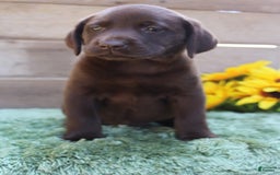 Labrador Retriever dogs for sale: Emmie - Image 8