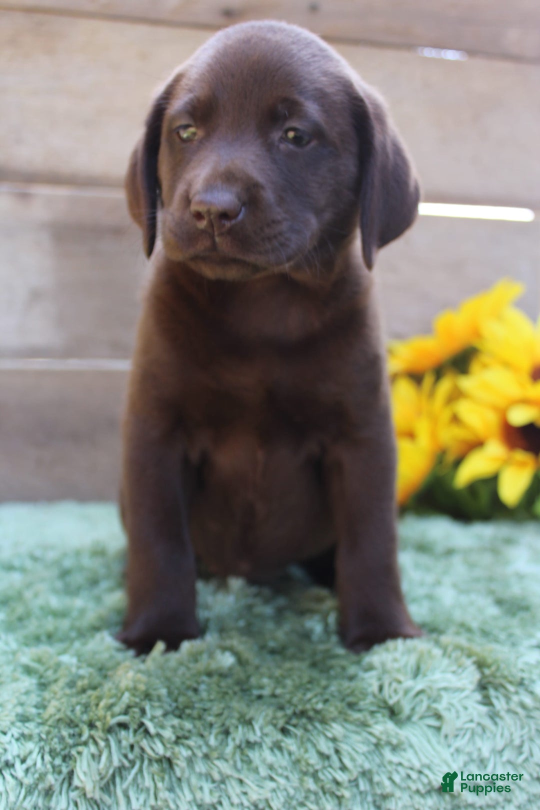 Labrador Retriever dogs for sale: Emmie - Image 8