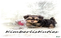 Yorkiepoo dogs for sale: Little Bendy - Image 2