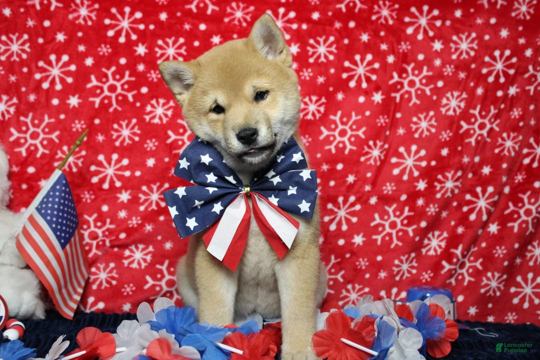 Shiba Inu dogs for sale: Larry - Image 54
