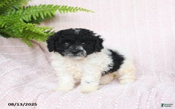 Miniature Poodle dogs for sale: Homer - Image 3