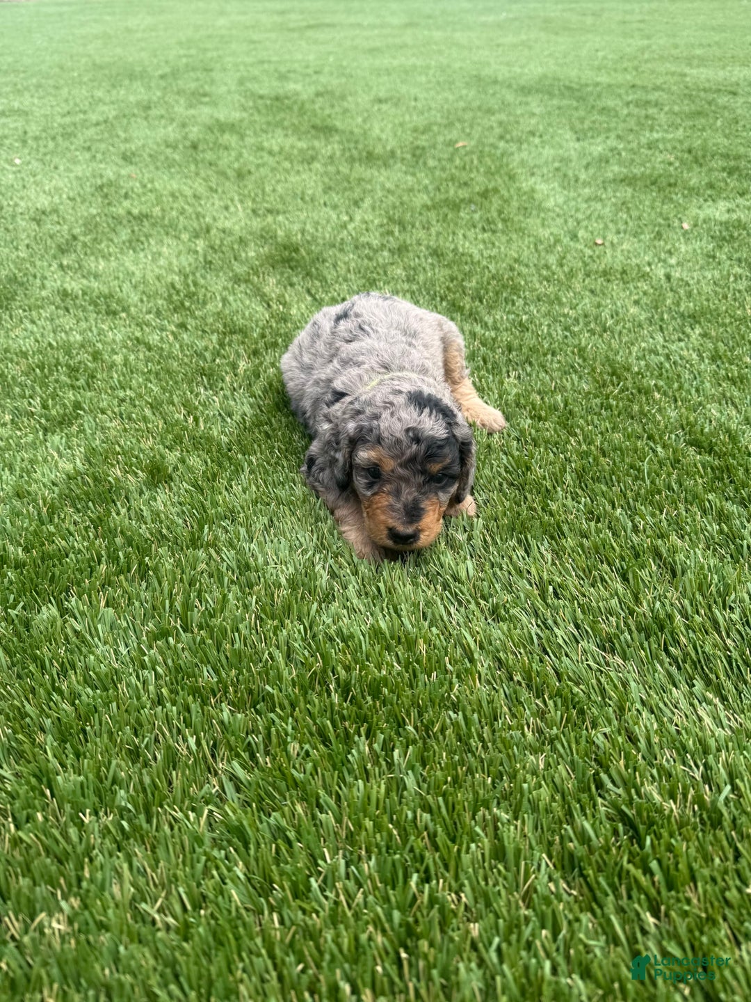Bernedoodle dogs for sale: 7 - Image 4
