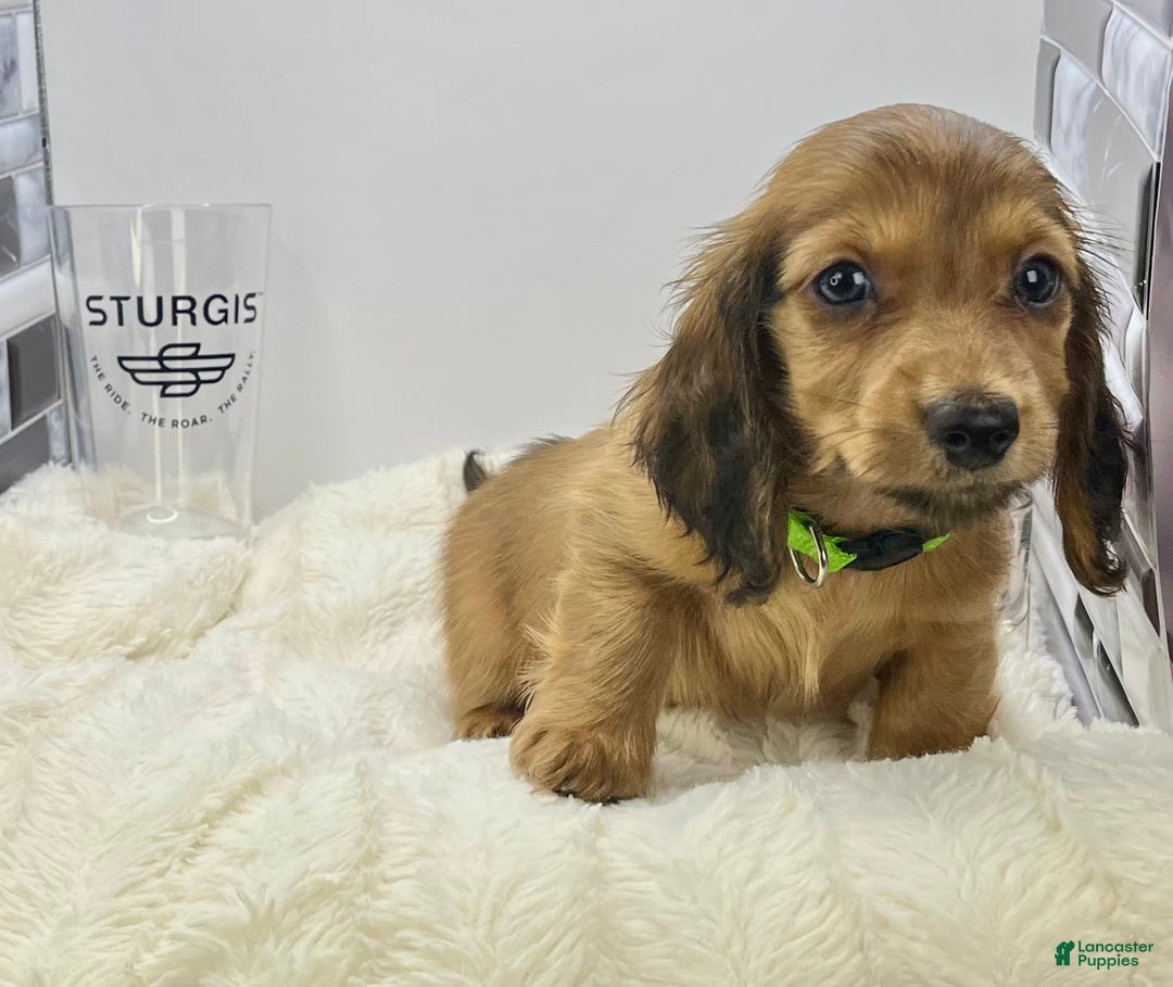Miniature Dachshund dogs for sale: Ray - Image 6
