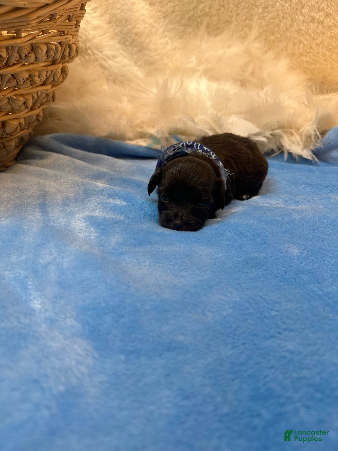 Morkie dogs for sale: Sterling - Image 3