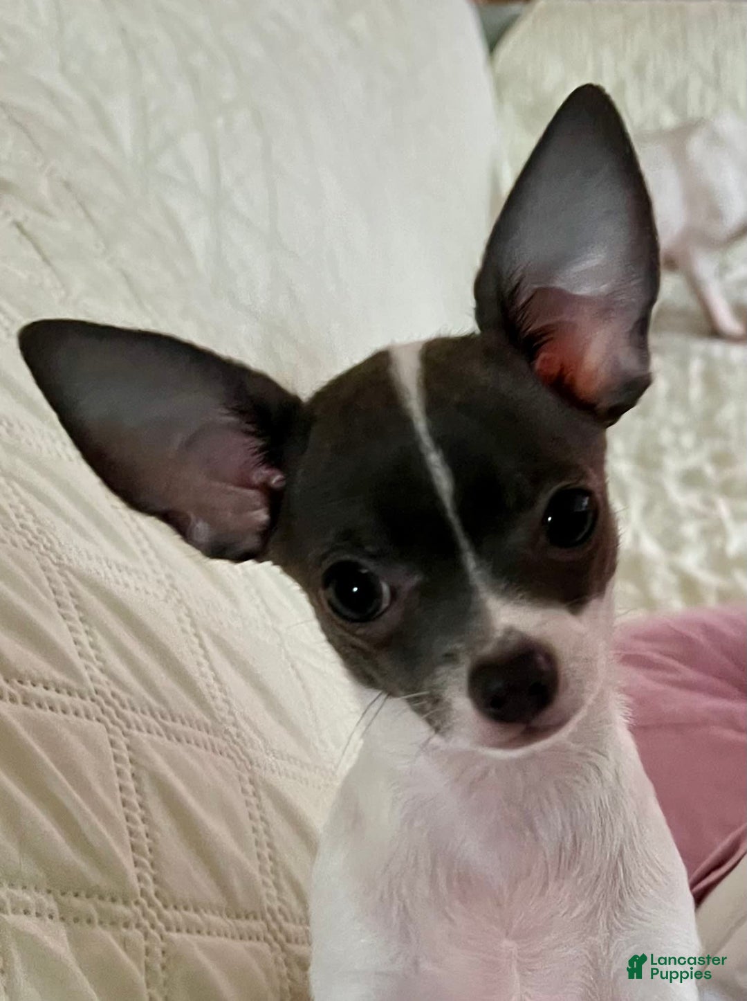 Chihuahua dogs for sale: Ginger - Blue Eyed Dual Pedigreed - Image 3