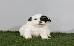 Shihpoo dogs for sale: Abby - Image 18