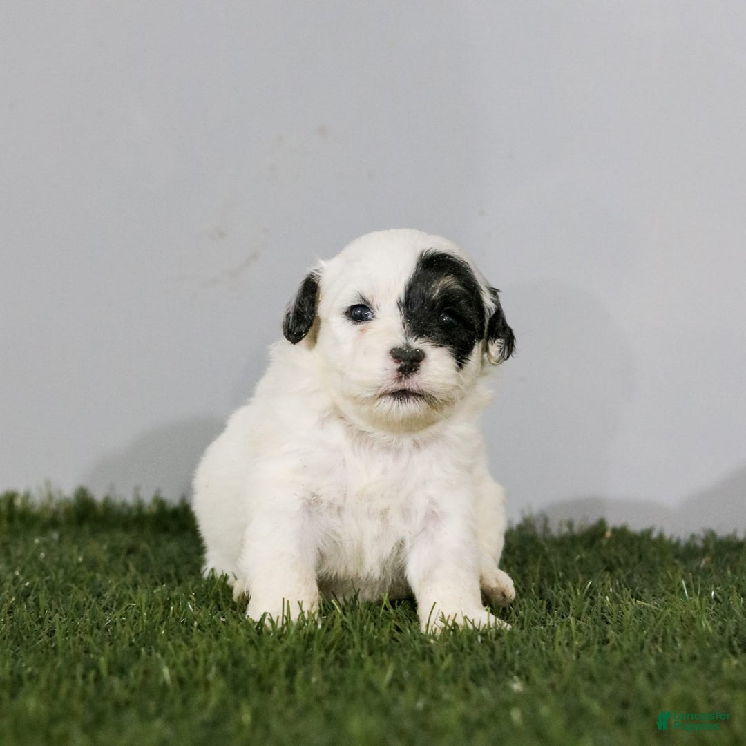 Shihpoo dogs for sale: Abby - Image 18