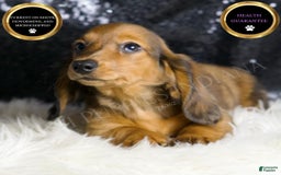 Miniature Dachshund dogs for sale: Roxie - Image 1