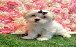 Shih Tzu dogs for sale: Ash - Image 3