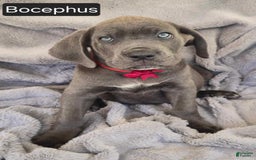 Cane Corso dogs for sale: Bocephus - Image 2