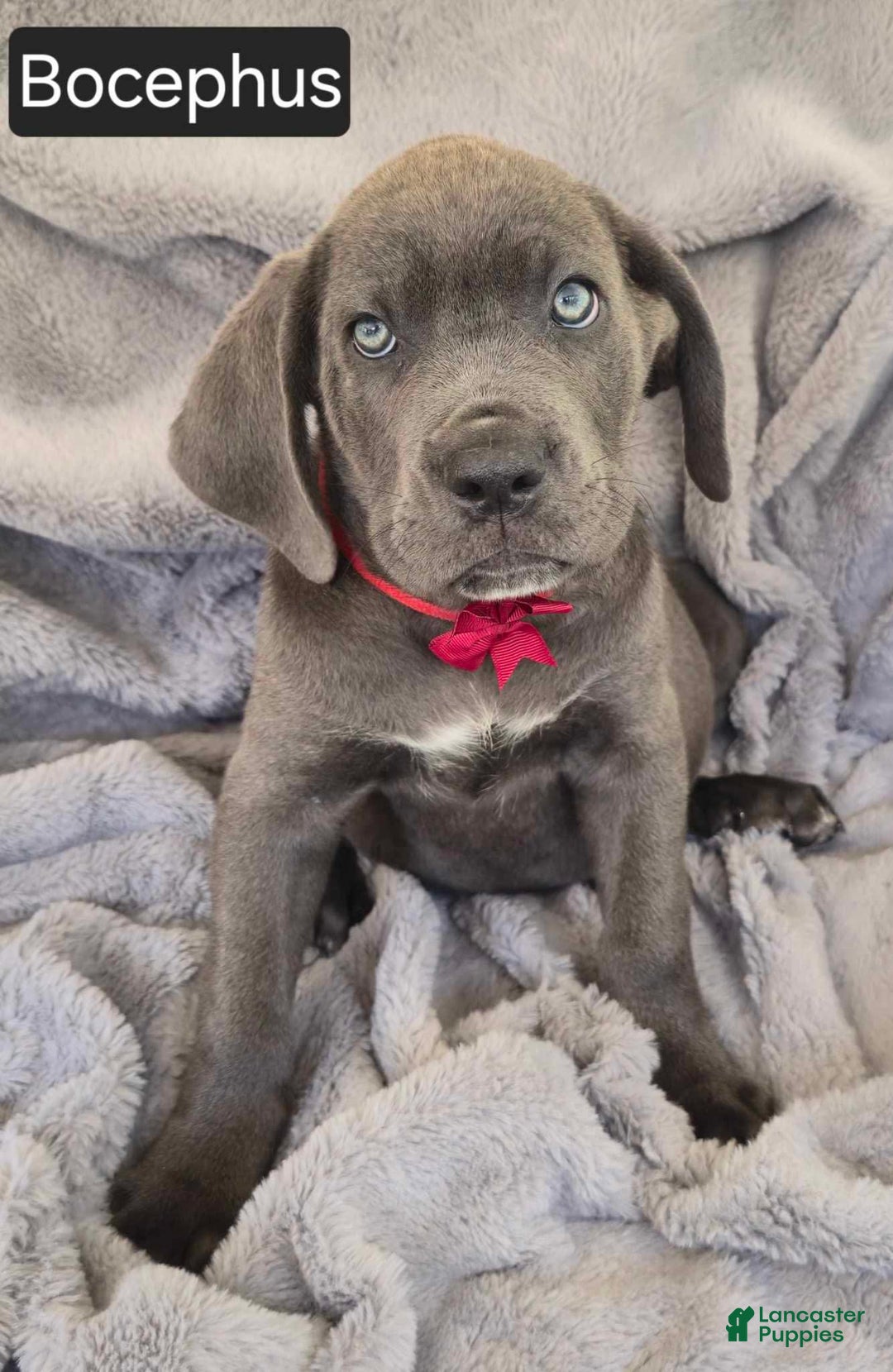 Cane Corso dogs for sale: Bocephus - Image 2