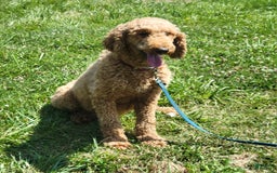Standard Poodle dogs for sale: Diesel - Image 9