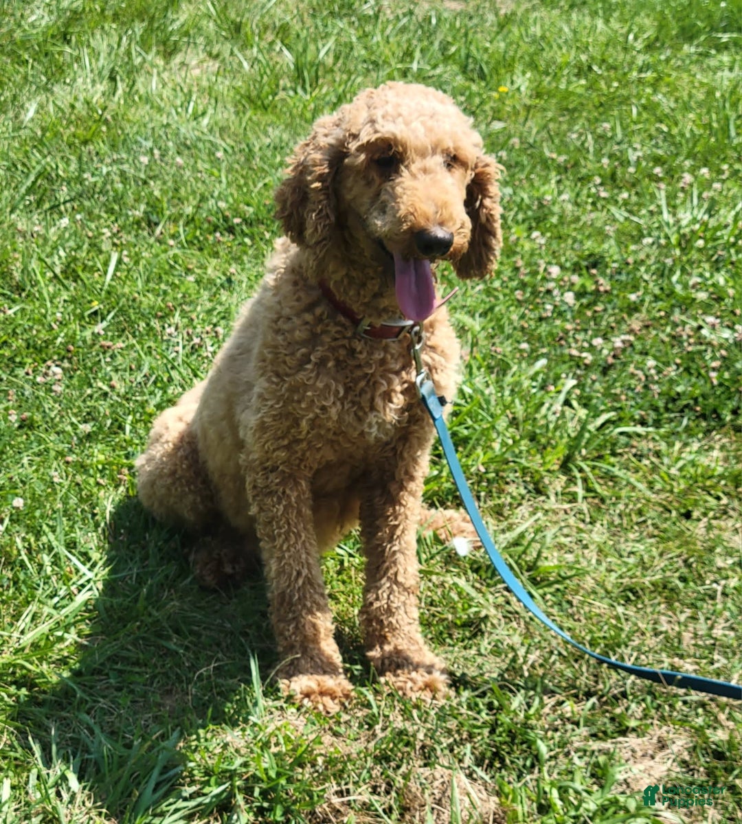 Standard Poodle dogs for sale: Diesel - Image 9