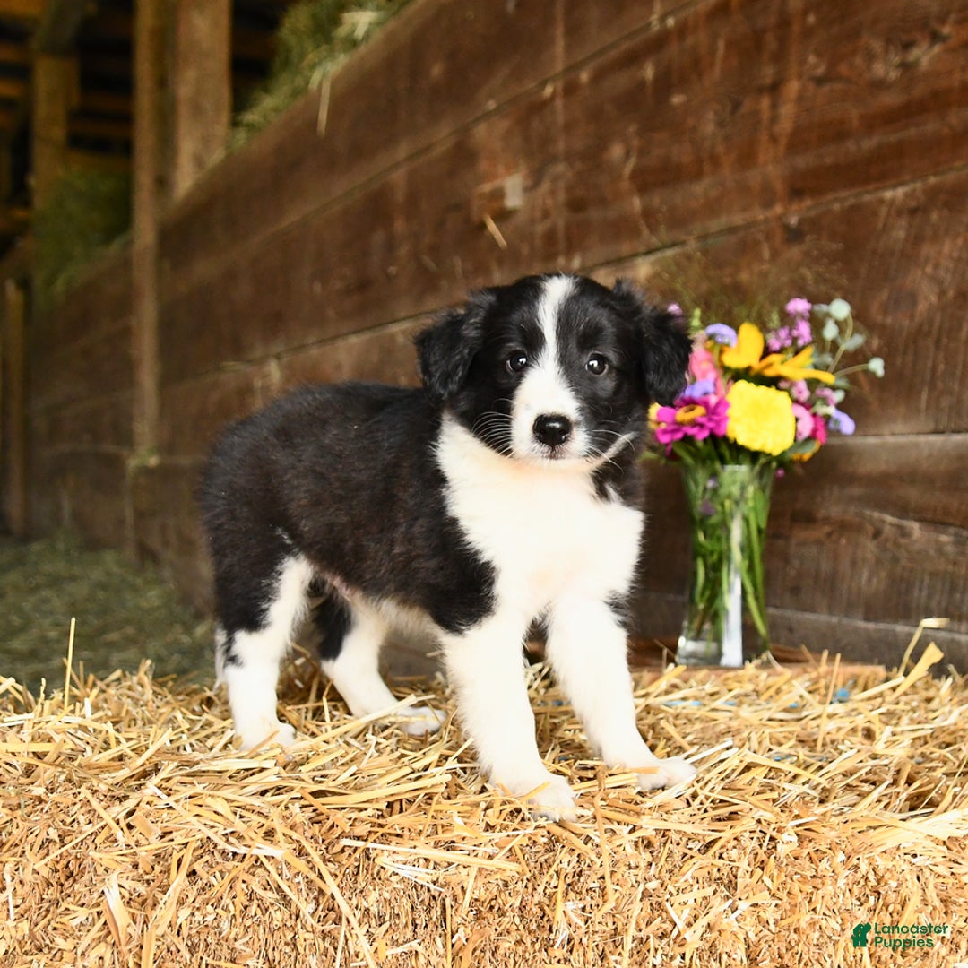 Shetland Sheepdog dogs for sale: Cowboy - Image 3