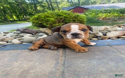 English Bulldog dogs for sale: Duke - Image 8