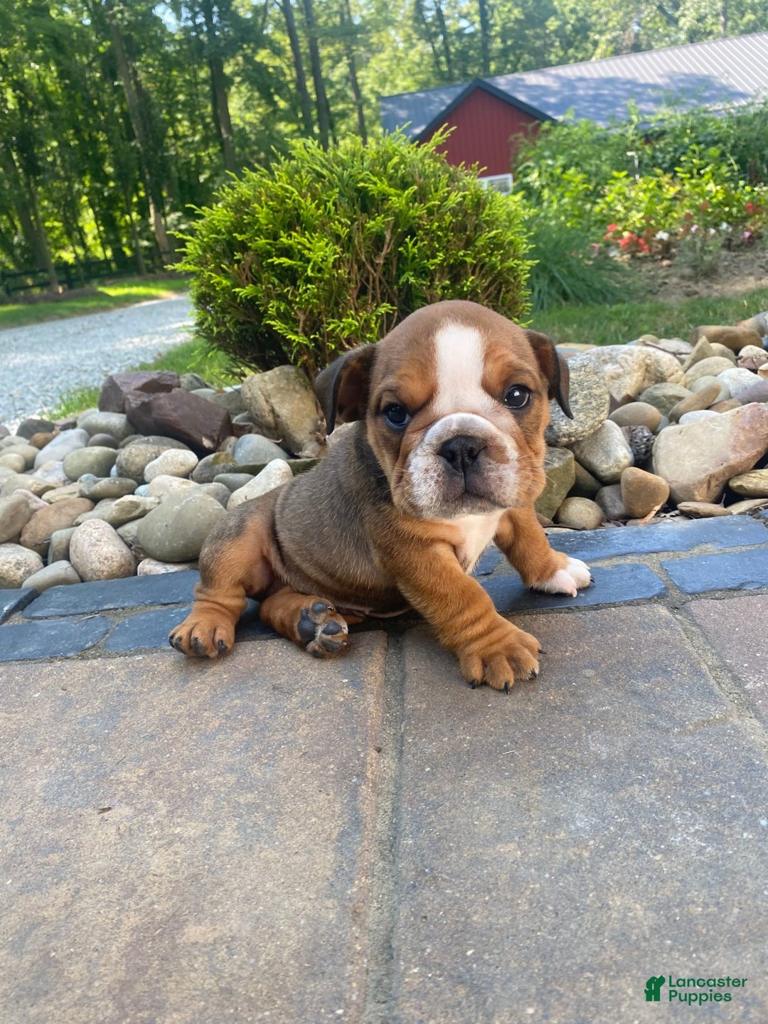 English Bulldog dogs for sale: Duke - Image 8