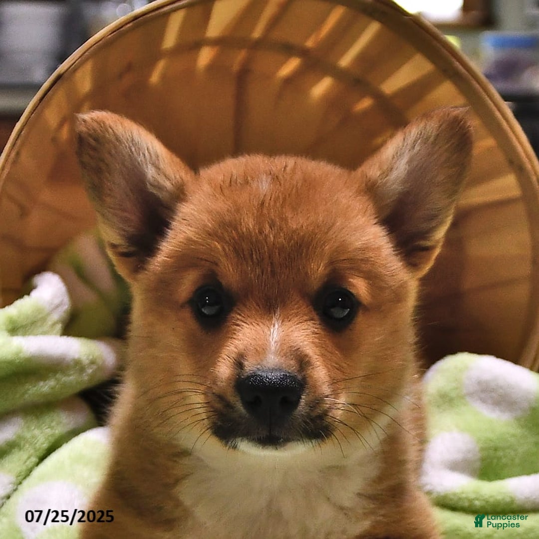 Welsh Corgi Pembroke dogs for sale: Tad - Image 10