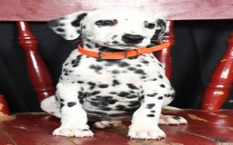 Dalmatian dogs for sale: Donna - Image 1