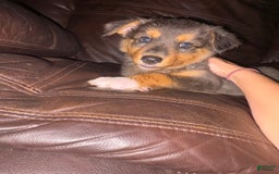 Border Collie dogs for sale: Brownie - Image 2
