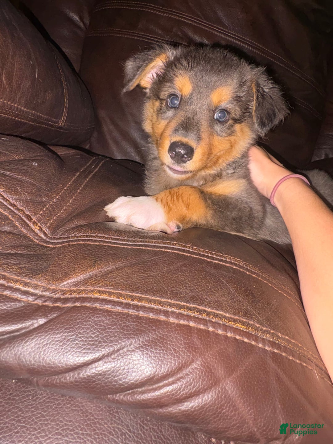 Border Collie dogs for sale: Brownie - Image 2