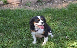 Cavalier King Charles Spaniel dogs for sale: Destiny - Image 9
