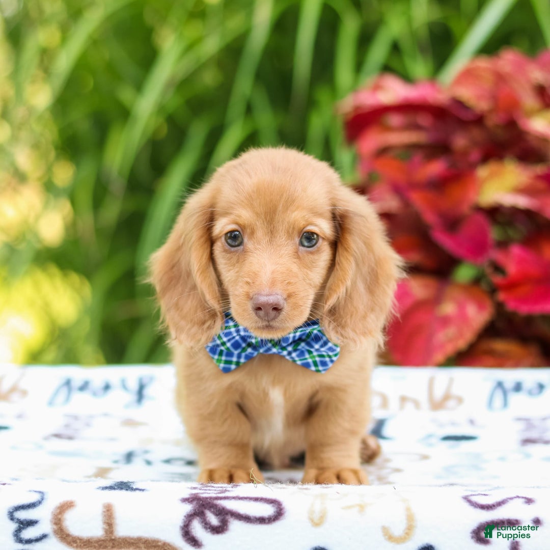 Miniature Dachshund dogs for sale: Ziggy - Image 4