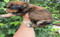 Bernedoodle dogs for sale: Mango - Image 7