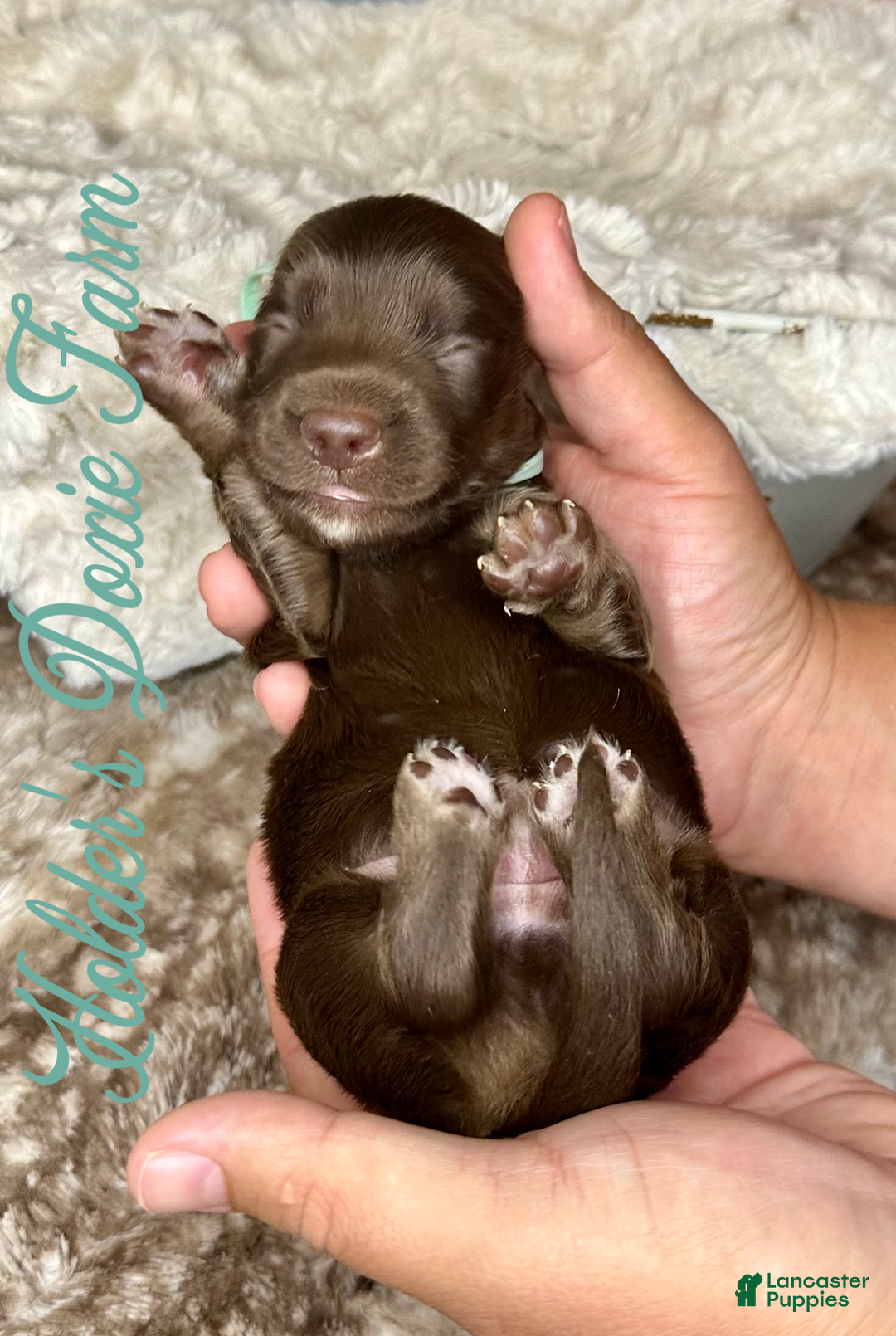 Miniature Dachshund dogs for sale: Barney - Image 5