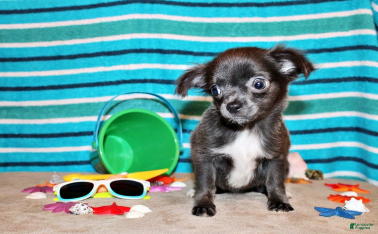 Chihuahua dogs for sale - Ad 5