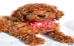 Miniature Poodle dogs for sale: October - Image 5