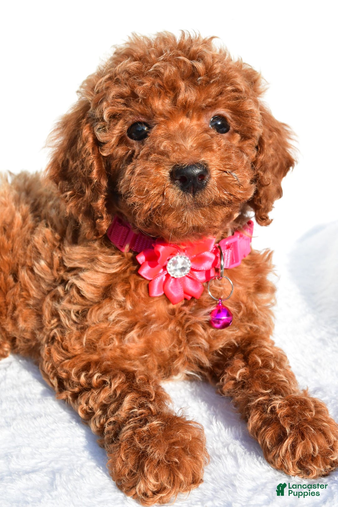 Miniature Poodle dogs for sale: October - Image 5
