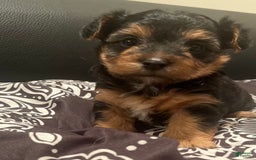 Yorkiepoo dogs for sale: Cookie - Image 5