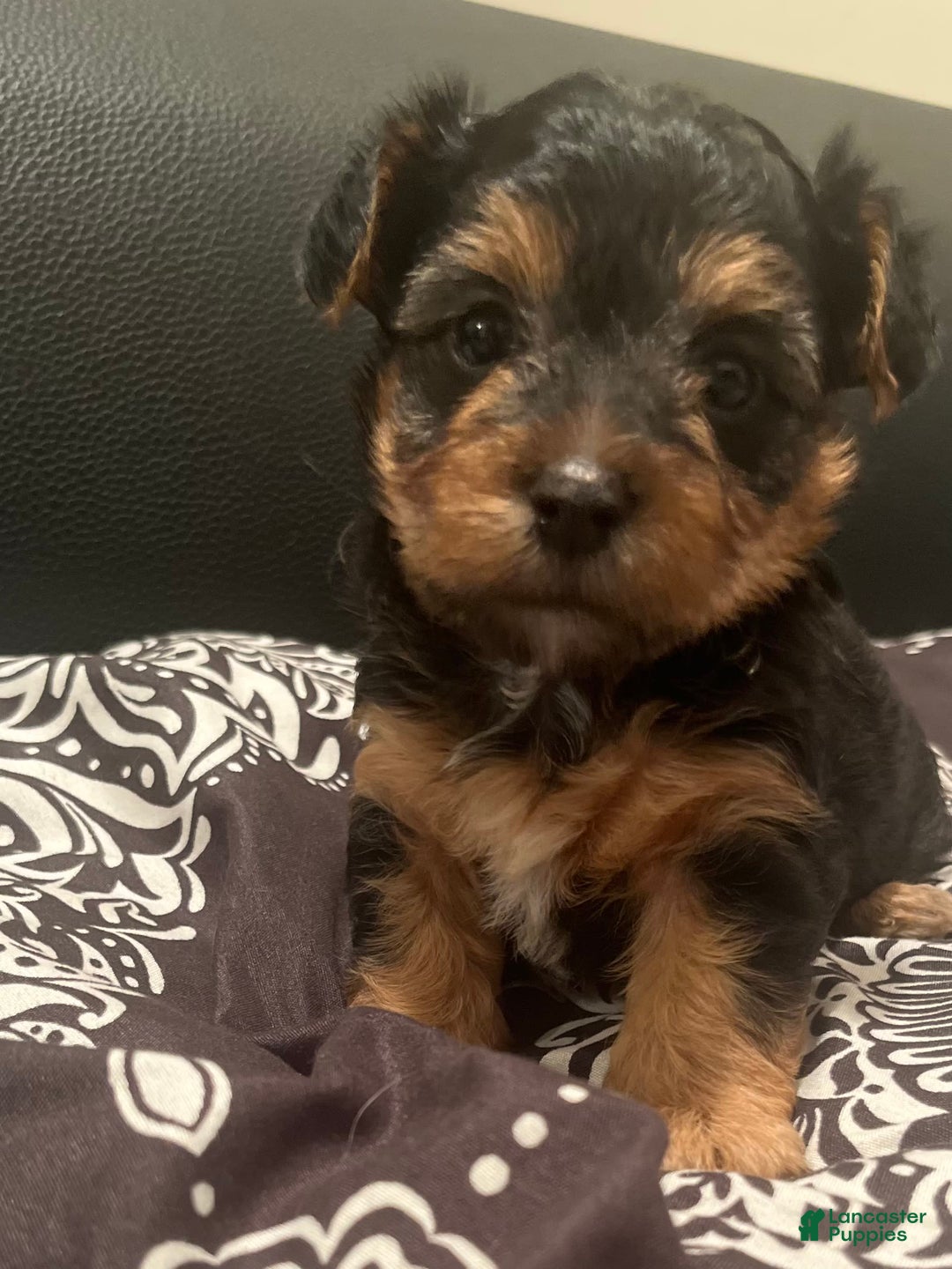 Yorkiepoo dogs for sale: Cookie - Image 5