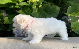 Coton De Tulear dogs for sale: Pearl - Image 8