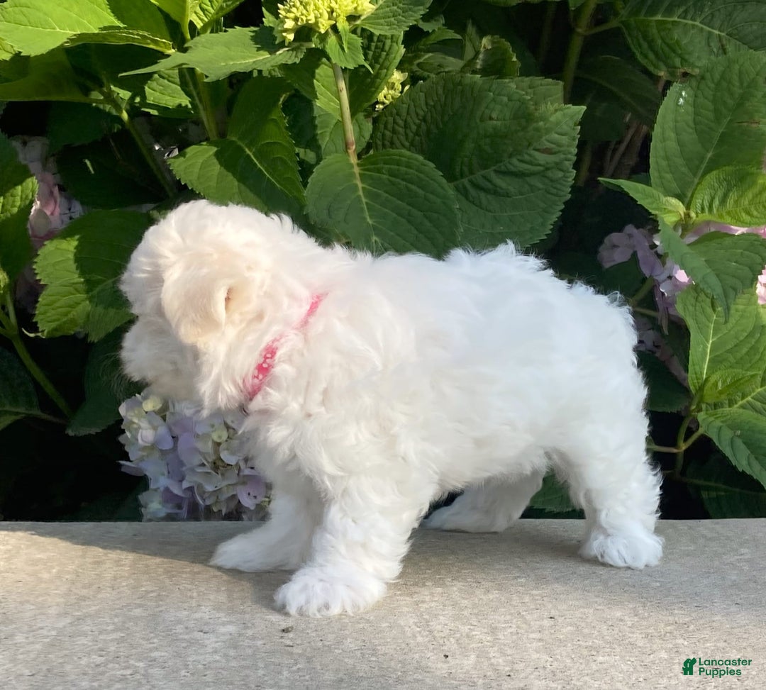Coton De Tulear dogs for sale: Pearl - Image 8