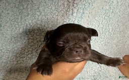 French Bulldog dogs for sale: Chocobelle - Image 10