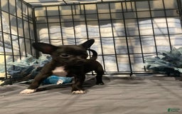 Chihuahua dogs for sale: Bia - Image 10