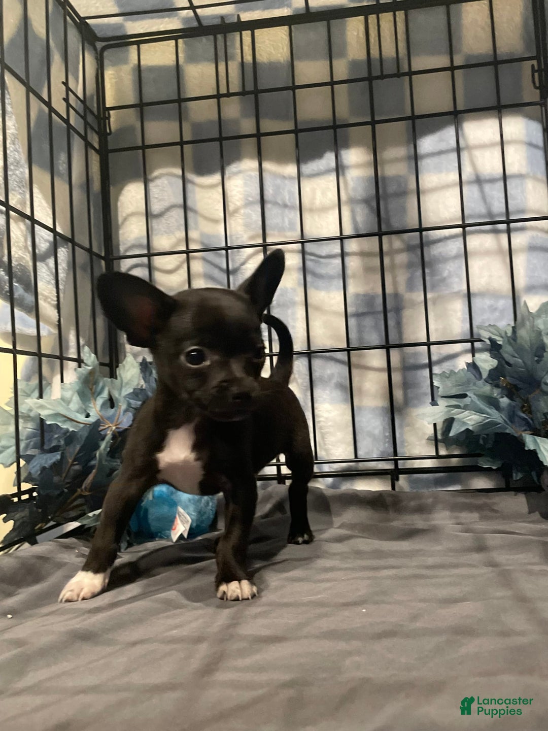Chihuahua dogs for sale: Bia - Image 10