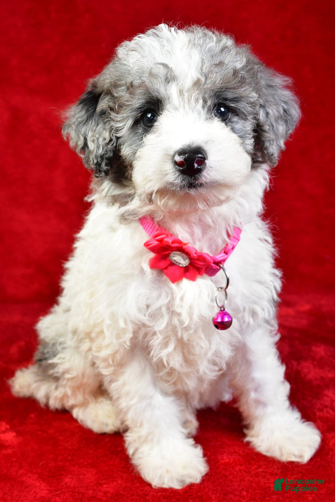 Miniature Poodle dogs for sale: Lola - Image 5