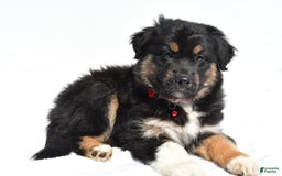 Miniature Australian Shepherd dogs for sale: Ida - Image 1