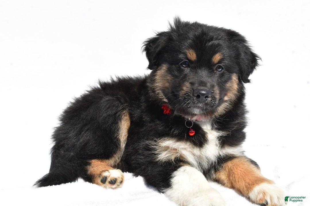 Miniature Australian Shepherd dogs for sale: Ida - Image 1