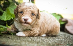 Miniature Poodle dogs for sale: Shadrack - Image 5