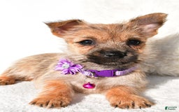 Cairn Terrier dogs for sale: Emmy - Image 7