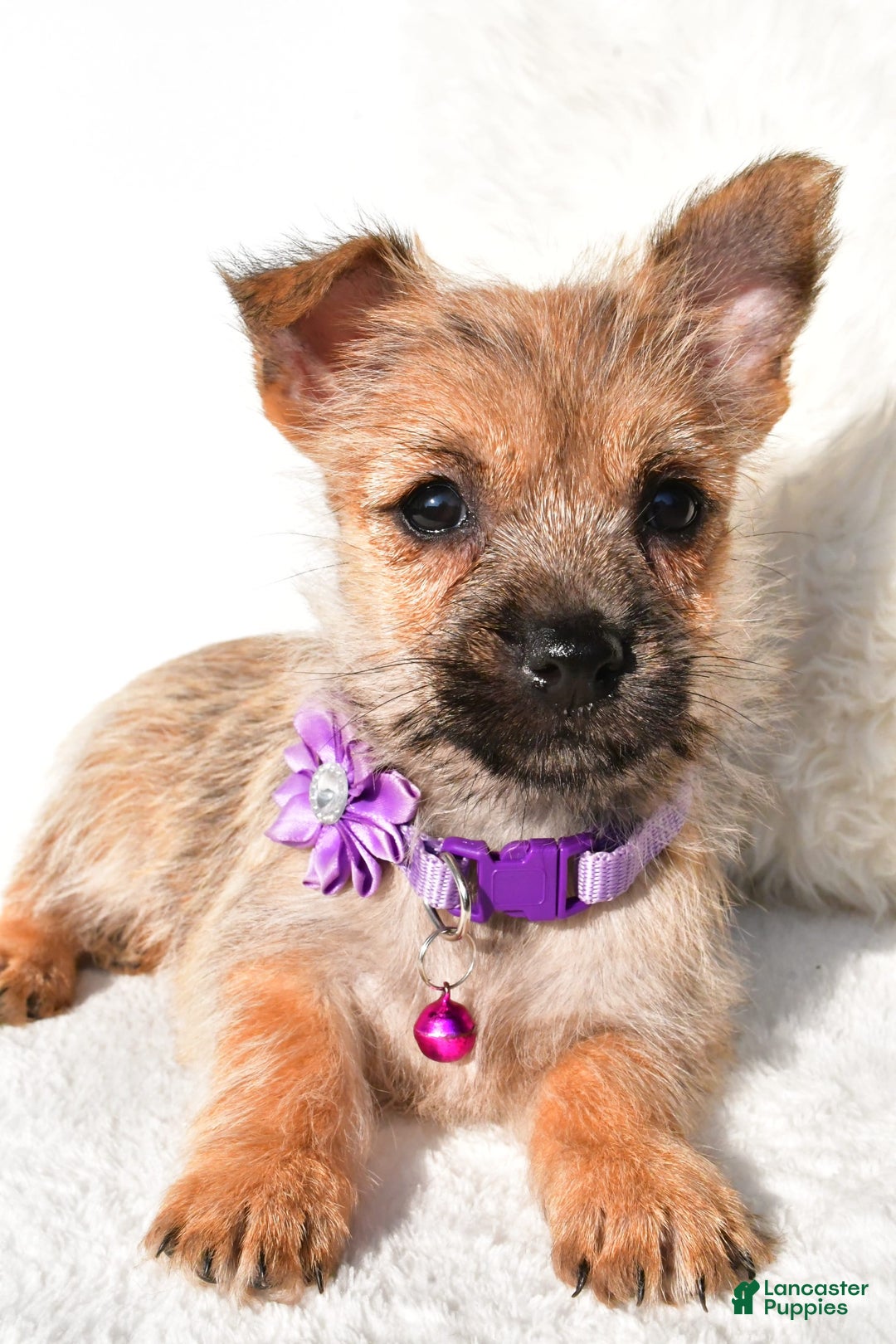 Cairn Terrier dogs for sale: Emmy - Image 7