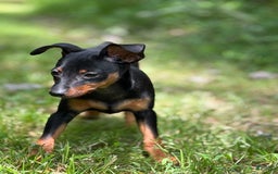 Miniature Pinscher dogs for sale: Willow - Image 5